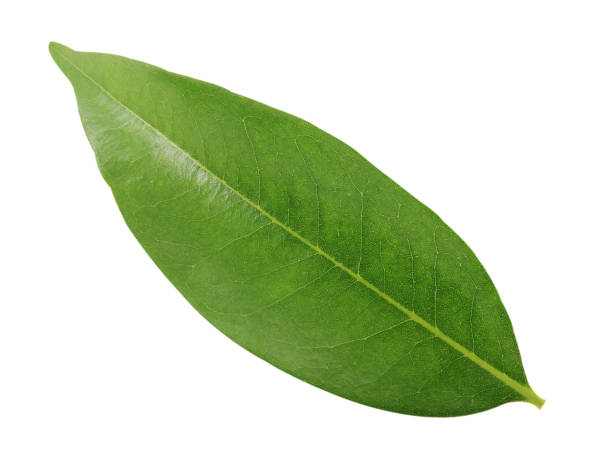 istock One green leaf isolated on white background with clipping path. 1486747599