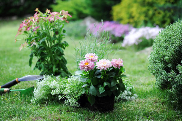istock Pots with flowers ready to planting 1486750185