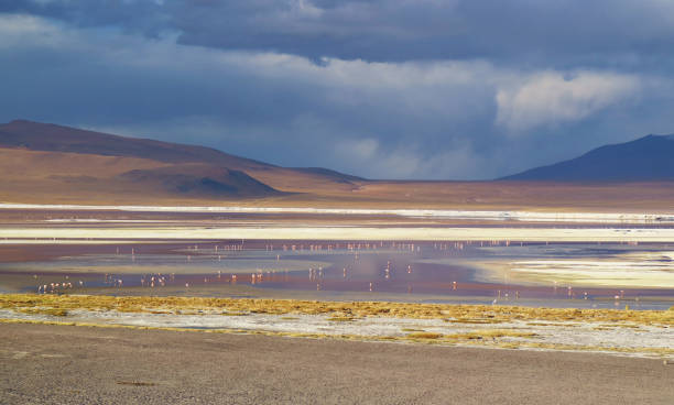 панорамный вид на лагуну колорада или красную лагуну с выпасом фламинго, боливийское альтиплано, боливия, южная америка - altiplano стоковые фото и изображения