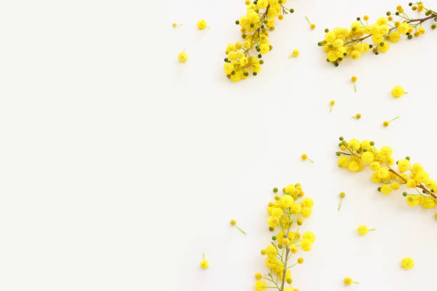istock Top view image of spring yellow mimosa flowers composition over white background 1486751667