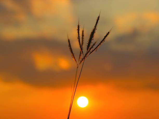 istock Silhouette sky sunset have the trees background of beautiful. 1486752268