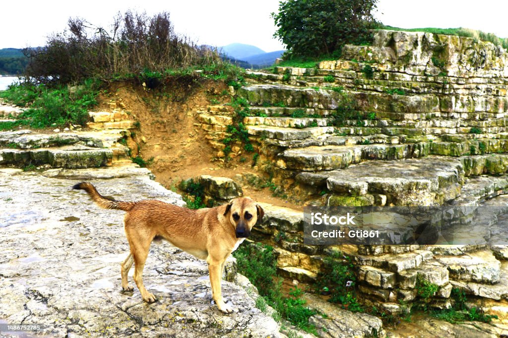 Stray Dog In Nature Stray dog which was controlled by local authority, living in its own nature. Stray dogs are very common in Turkey. Animal Stock Photo