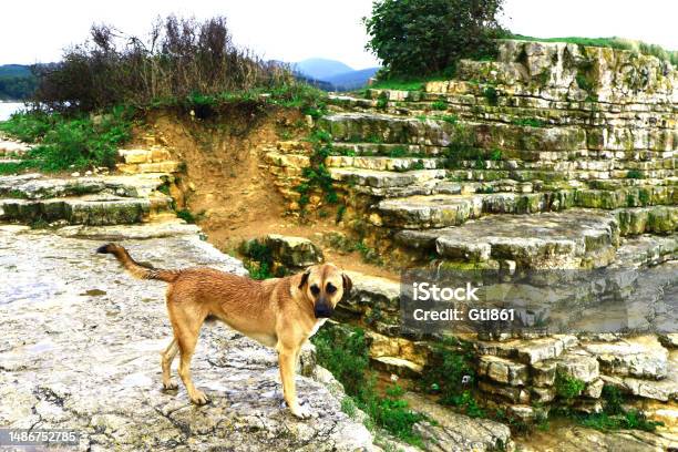 Stray Dog In Nature Stock Photo - Download Image Now - Animal, Animal Body, Animal Body Part