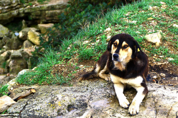 istock Stray Dog In Nature 1486752786