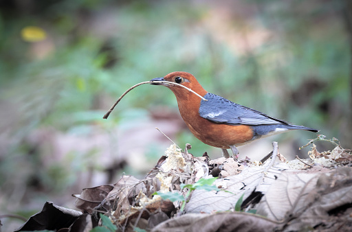 orange-headed thrush are collecting  nesting materials from ground.