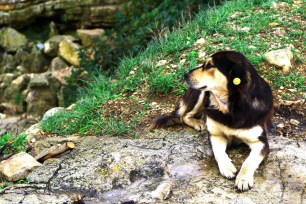 istock Stray Dog In Nature 1486755347