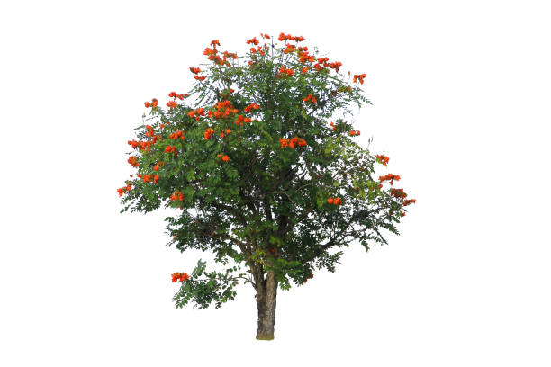 istock A large tree full of small red flowers isolated on white background with clipping path. 1486755544