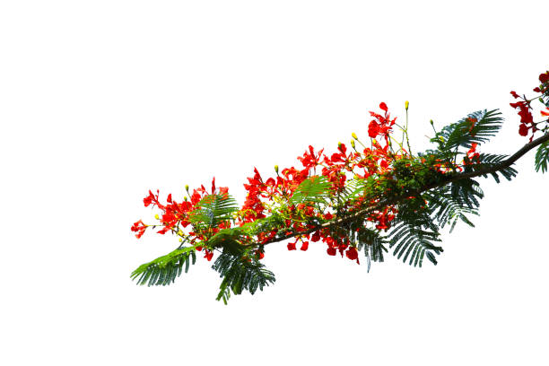 istock Green leaf or branch isolated on white background with clipping path. 1486755558