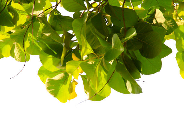 Green leaf or branch isolated on white background with clipping path.