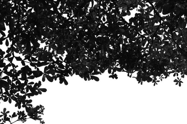 istock Silhouette tree branch isolated with white background and with clipping path. 1486755814