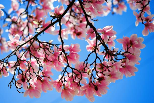 istock Vibrant springtime view featuring a cluster of pink blossoms against a bright blue sky 1486755846