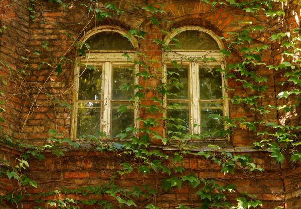 A brick wall with two windows framed in green vines
