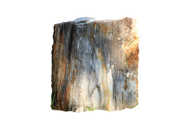 one rock isolated on white background.Selection focus and with clipping path.
