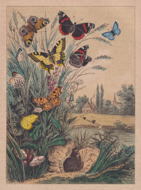 Butterflies in the countryside, handcolored wood engraving, published ca. 1880 Butterflies in the countryside. Handcolored wood engraving, published ca. 1880. admiral butterfly stock illustrations