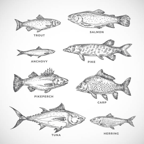 ilustrações de stock, clip art, desenhos animados e ícones de hand drawn ocean or sea and river fish set. a collection of salmon and tuna or pike and anchovy, herring, trout, carp sketches silhouettes. engraving style drawings. - trout fishing silhouette salmon