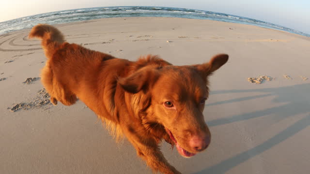 First person POV dog following his owner on a beach