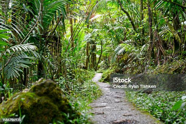 米国国有林システムで唯一の熱帯雨林であるプエルトリコ島のエルユンケ熱帯雨林を通るハイキングコース アメリカ合衆国のストックフォトや画像を