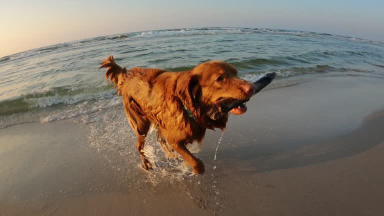 Dog fetching on a beach. Swimming in the sea