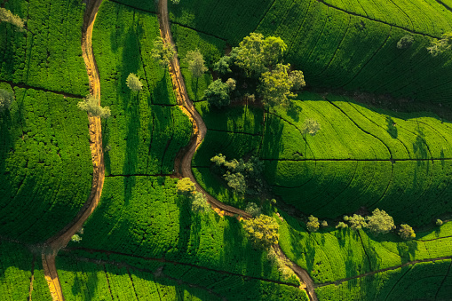 Aerial top view of panorama of green tea plantation in up country near Nuwara Eliya, Sri Lanka. High quality photo. Green tea field for background and banner