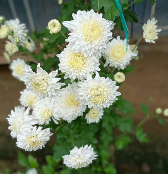 chryshanthemum indicum l fiori bianchi - nature selective focus green vertical foto e immagini stock