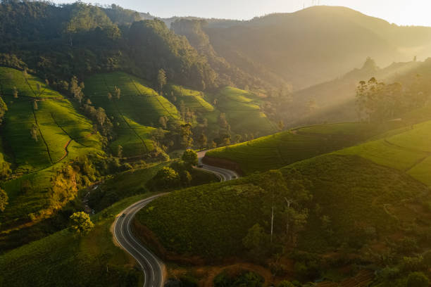 Aerial Drone View of Scenery Road Through Mountains Hills and Green Tea Plantations. Aerial drone view of the scenic road through green mountains hills and tea plantations. High-quality photo. Green tea fields for background or banner nuwara eliya stock pictures, royalty-free photos & images