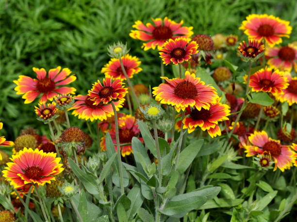 istock red and yellow tagetes 1486760375