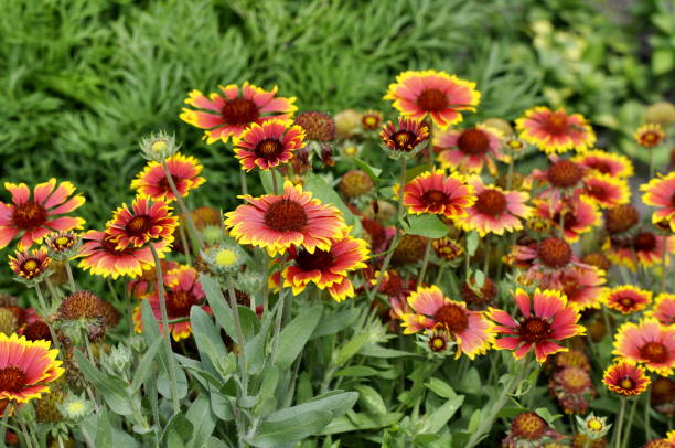 istock red and yellow tagetes 1486760398
