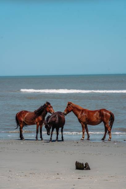 istock Wild horses on the beach in Outer Banks, North Carolina. 1486760434