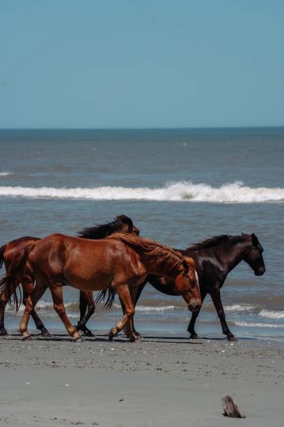 istock Wild horses on the beach in Outer Banks, North Carolina. 1486760437