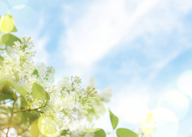 istock White lilac branches with sun glare against blue sky with clouds in spring. Soft focus. Copy space. 1486761161
