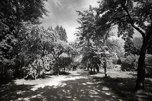 View to shadow alley in park at springtime. Black and white photo. Monochrome natural landscape. Horizontal orientation. Copy space.