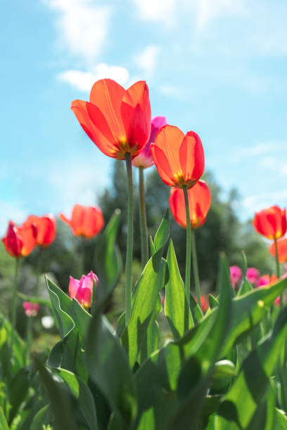 istock Bright red tulips field on blue sky background. Close up bottom view Sunny day. 1486761176