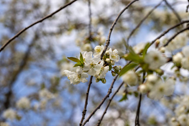 trees blooming in the orchard in the spring season - 3498 imagens e fotografias de stock