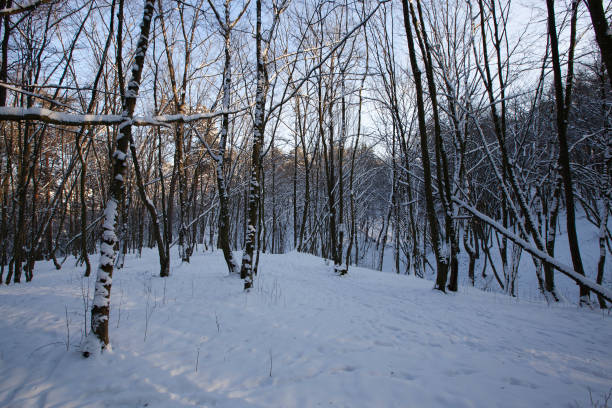 snow-covered bare deciduous trees in winter - 3615 imagens e fotografias de stock