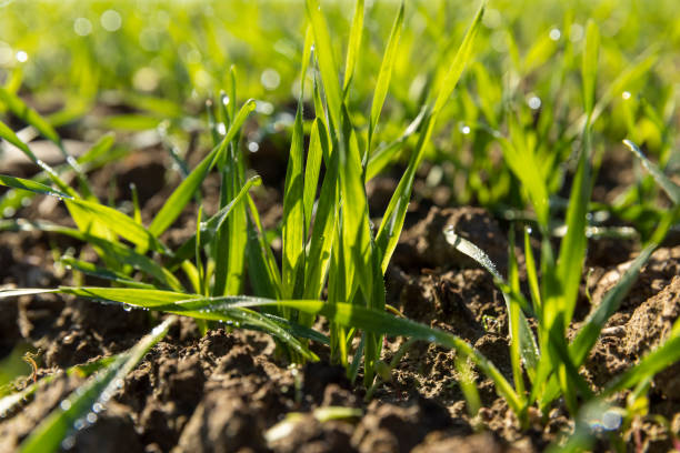 istock Winter wheat variety covered with dew drops 1486764485