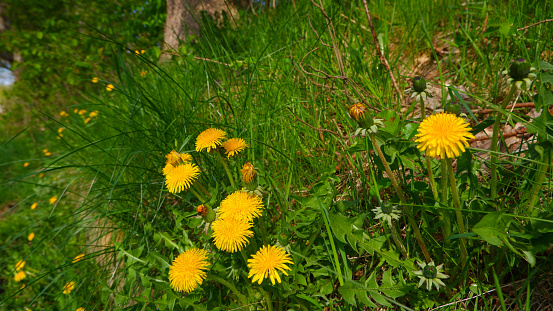 Green lawn with dandelions. Low angle. low angle or perspective isolated with select focus, soft bokeh background