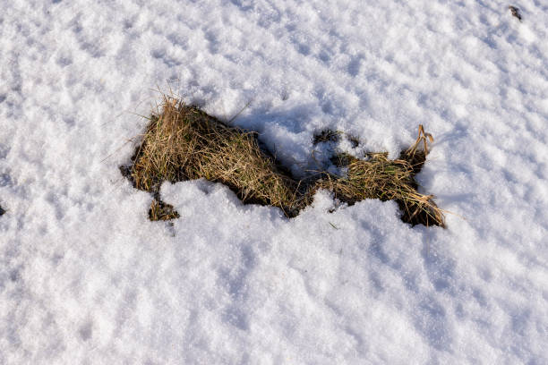 istock dry grass covered with snow after winter snowfalls 1486764972