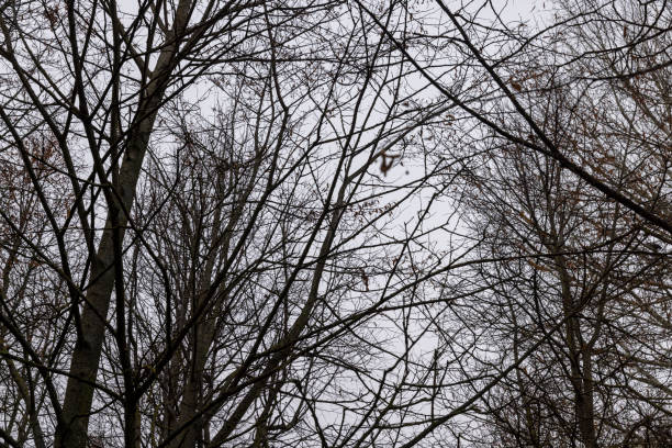 Bare trees in the autumn season, silhouettes of trees without foliage in cloudy autumn weather