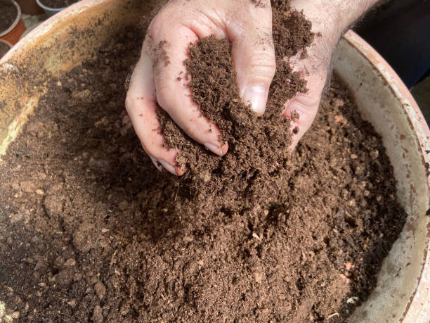 istock Gardener planting seedlings in the soil 1486765939