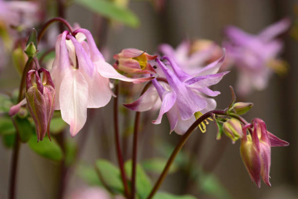 istock Pink Aquilegia plant. 1486766150