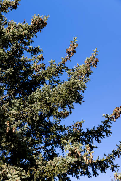 istock old spruce trees with green needles in the spring season 1486766194
