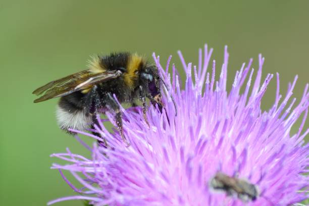 istock Close-up of a bee feeding on a purple thistle flower 1486766490