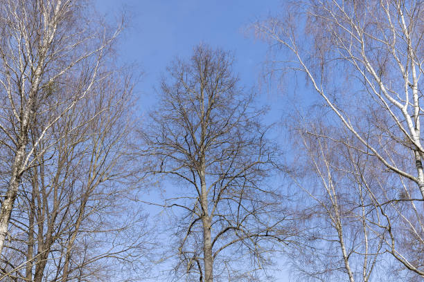 istock Birch tree branches in the park in spring sunny weather 1486766848