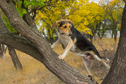 Mixed-breed female dog sitting on a tree branch and looking downstairs.