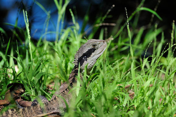 Wild Water Dragon in Bradley Head