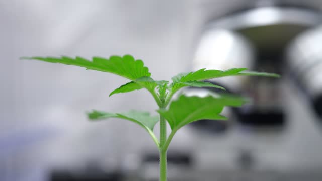 Growing green marijuana sprouts in laboratory under hyperlapse microscope