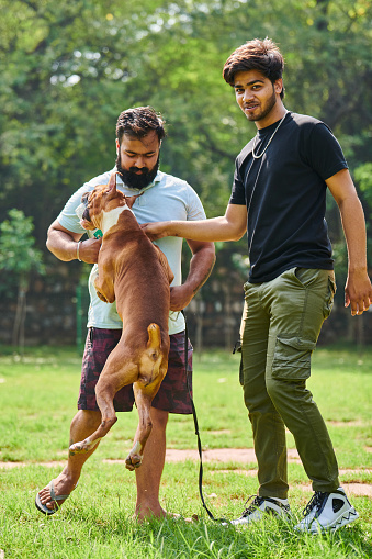 Two indian men play with boxer dog in green public park, funny dog jumped on bearded man, outdoor games with pet. Two attractive indian guys play walking on green summer lawn with dog and playing