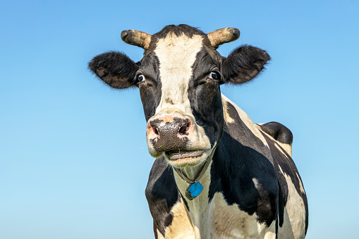 Ruminating cow, chewing black and white, looking disturbed, with horns and mouth open, a blue sky background