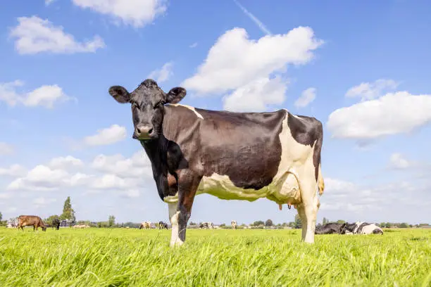 Pretty cow full length side view in a field black and white, standing milk cattle, a blue sky and horizon over land in the Netherland