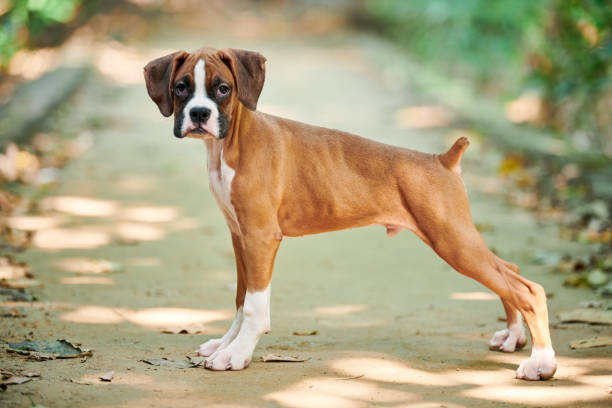 cachorro de perro boxer retrato de altura completa en el parque al aire libre caminando, fondo de hierba verde - boxer perro fotografías e imágenes de stock